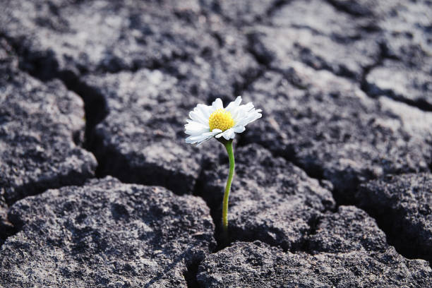 Resilience